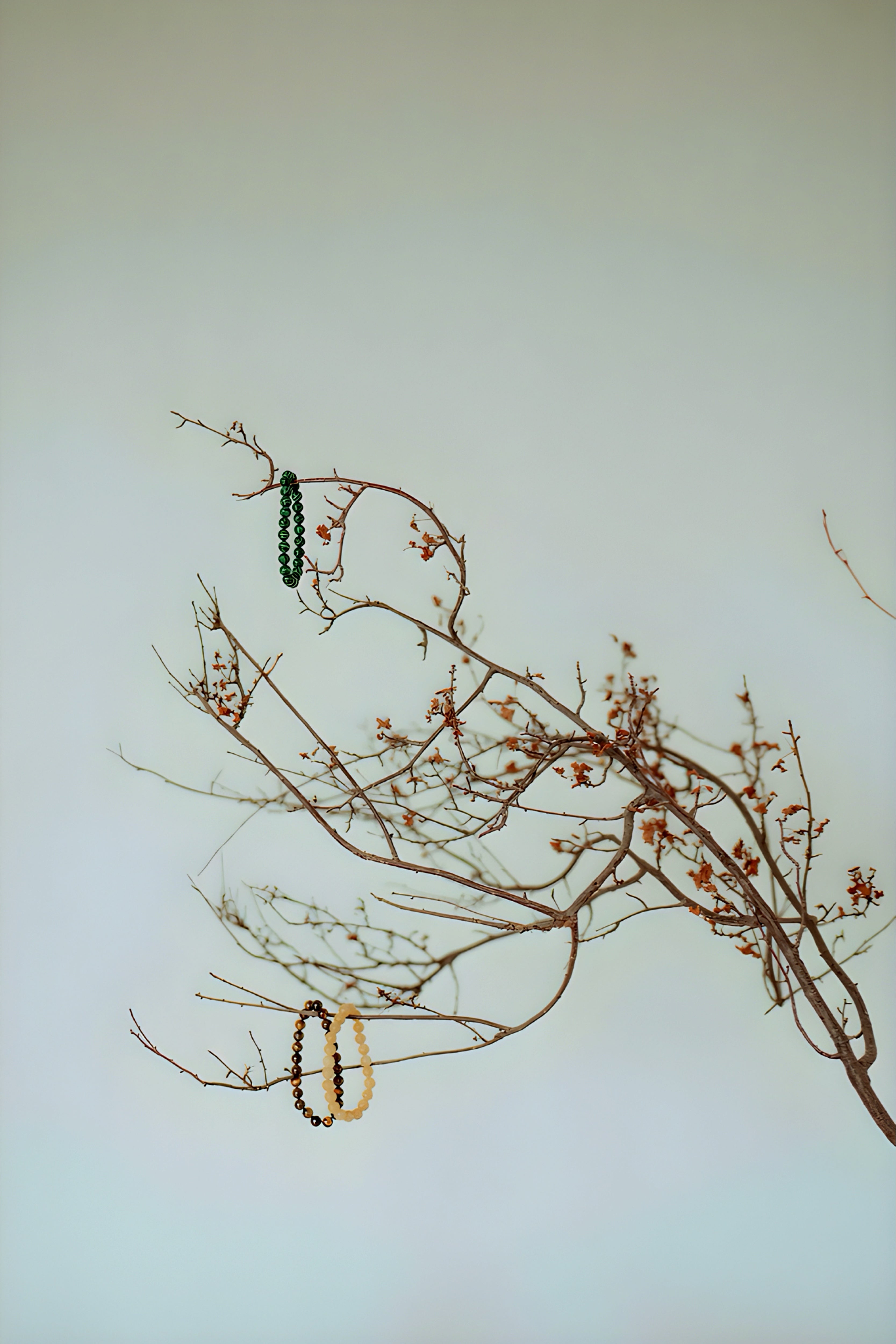 Two bracelets hanging from a branch against a light background